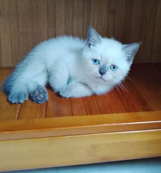 บริติช ชอร์ตแฮร์ (British Shorthair) บริติช บลูพอยท์  ชาย