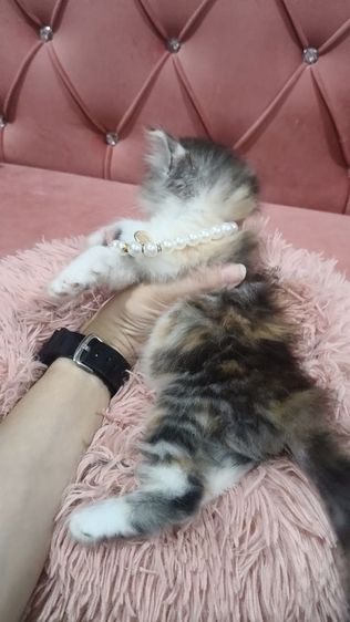 เด็กหญิง สก็อตติช 3 สี หาบ้าน 🫶😻🎉😍🏠🏡🏠🏡 รูปที่ 2