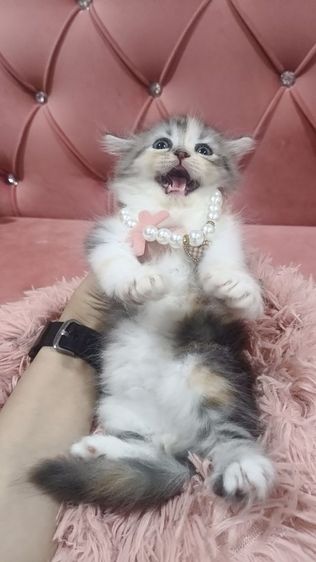 เด็กหญิง สก็อตติช 3 สี หาบ้าน 🫶😻🎉😍🏠🏡🏠🏡 รูปที่ 5