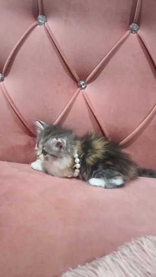 เด็กหญิง สก็อตติช 3 สี หาบ้าน 🫶😻🎉😍🏠🏡🏠🏡 รูปที่ 4