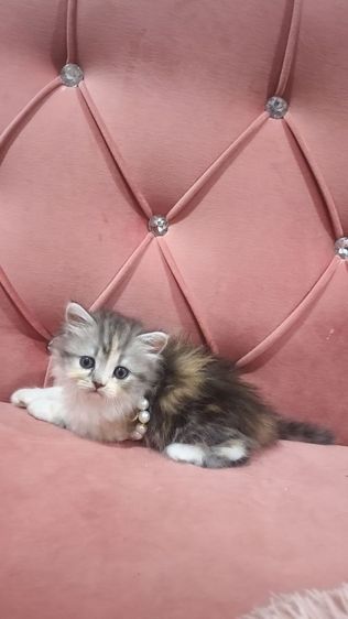 เด็กหญิง สก็อตติช 3 สี หาบ้าน 🫶😻🎉😍🏠🏡🏠🏡 รูปที่ 3