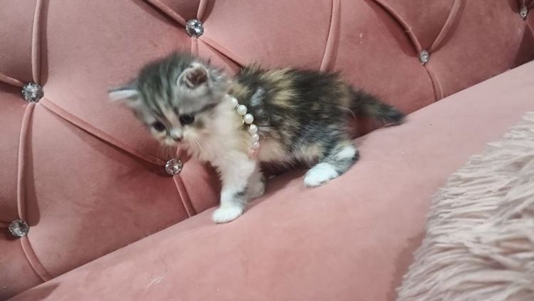 เด็กหญิง สก็อตติช 3 สี หาบ้าน 🫶😻🎉😍🏠🏡🏠🏡