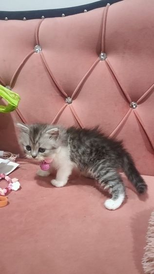 เด็กชายหาบ้าน  ตาสวยๆๆๆ🏡🏠😍🎉😻🫶❤️ รูปที่ 2