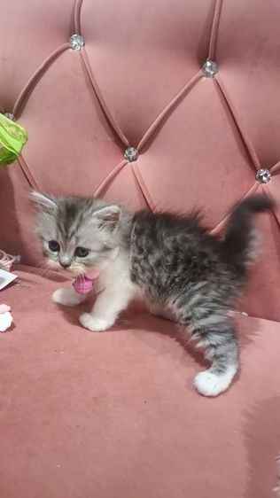 เด็กชายหาบ้าน  ตาสวยๆๆๆ🏡🏠😍🎉😻🫶❤️