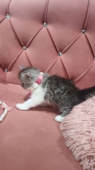 เด็กชายหาบ้าน  ตาสวยๆๆๆ🏡🏠😍🎉😻🫶❤️ รูปที่ 3