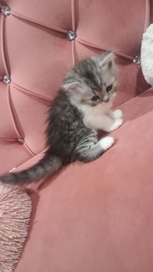 เด็กชายหาบ้าน  ตาสวยๆๆๆ🏡🏠😍🎉😻🫶❤️ รูปที่ 5