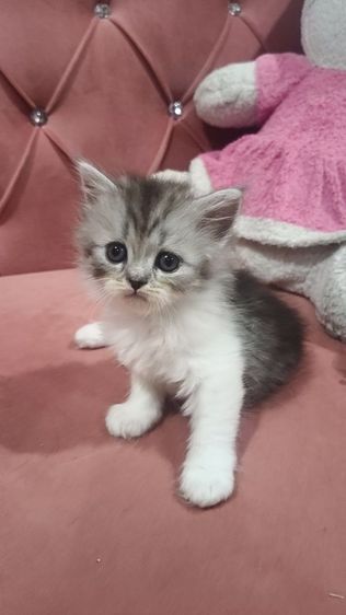 เด็กชายหาบ้าน  ตาสวยๆๆๆ🏡🏠😍🎉😻🫶❤️ รูปที่ 4