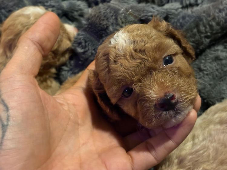 ลูกสุนัขพุดเดิ้ลทอย รูปที่ 2