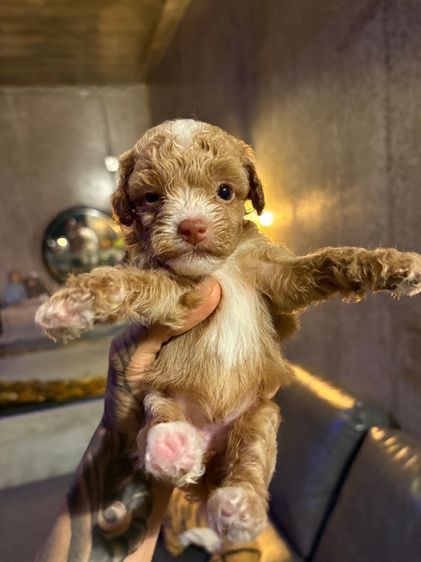 ลูกสุนัขพุดเดิ้ลทอย รูปที่ 8