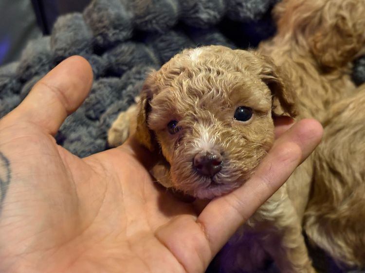 ลูกสุนัขพุดเดิ้ลทอย รูปที่ 3