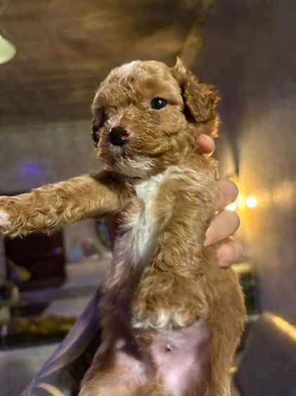 ลูกสุนัขพุดเดิ้ลทอย รูปที่ 10