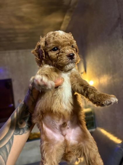 ลูกสุนัขพุดเดิ้ลทอย รูปที่ 11