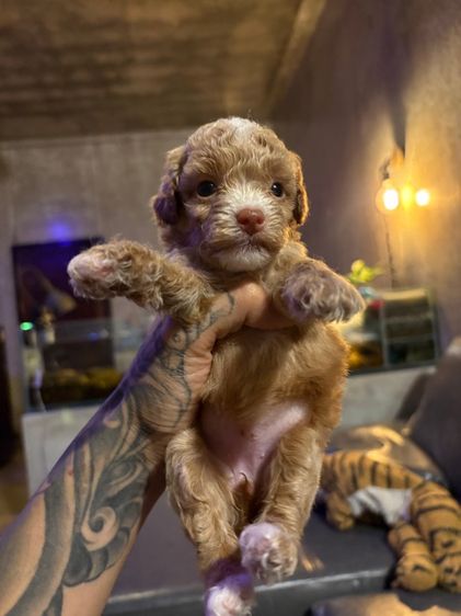 ลูกสุนัขพุดเดิ้ลทอย รูปที่ 6