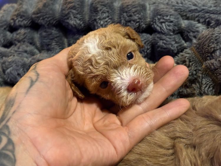 ลูกสุนัขพุดเดิ้ลทอย รูปที่ 5