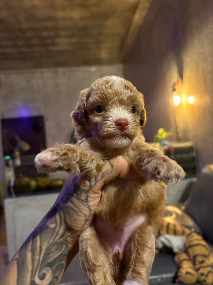 ลูกสุนัขพุดเดิ้ลทอย รูปที่ 9