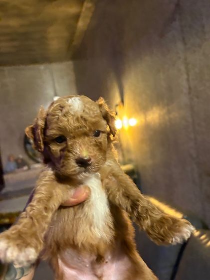 ลูกสุนัขพุดเดิ้ลทอย รูปที่ 12