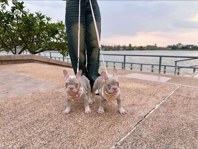 เฟรนบลูด็อก หญิง อิสเบลล่าแทนนิวเฉด รูปที่ 7