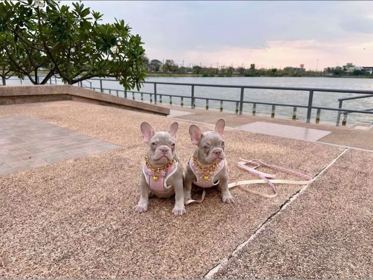 เฟรนบลูด็อก หญิง อิสเบลล่าแทนนิวเฉด รูปที่ 4