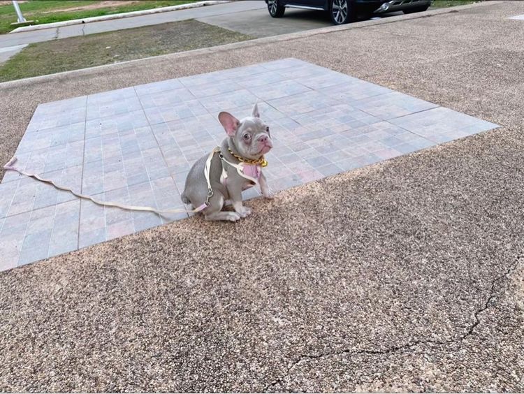 เฟรนบลูด็อก หญิง อิสเบลล่าแทนนิวเฉด รูปที่ 16