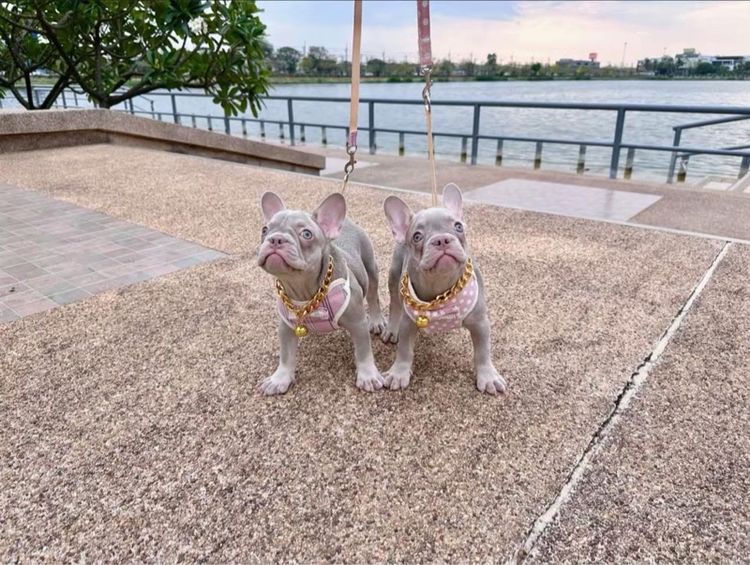 เฟรนบลูด็อก หญิง อิสเบลล่าแทนนิวเฉด รูปที่ 2