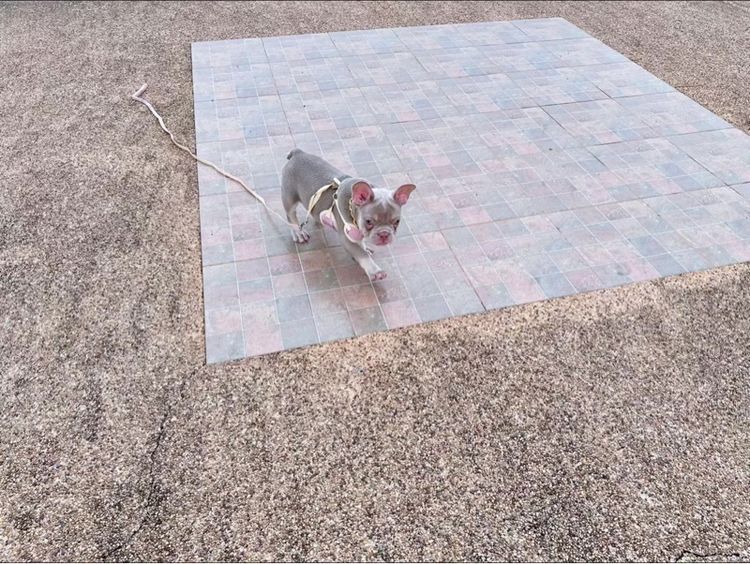 เฟรนบลูด็อก หญิง อิสเบลล่าแทนนิวเฉด รูปที่ 10