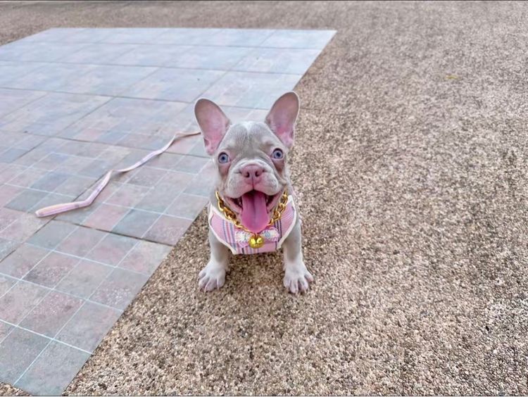 เฟรนบลูด็อก หญิง อิสเบลล่าแทนนิวเฉด รูปที่ 17