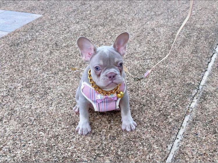 เฟรนบลูด็อก หญิง อิสเบลล่าแทนนิวเฉด รูปที่ 12