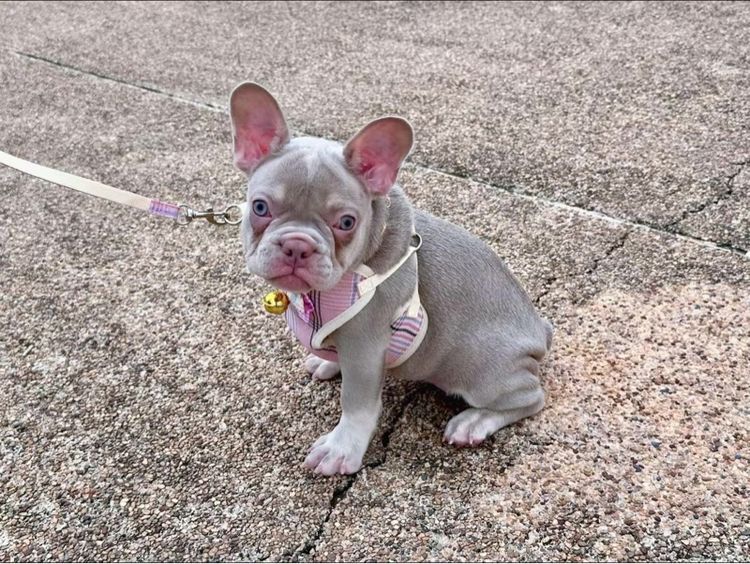 เฟรนบลูด็อก หญิง อิสเบลล่าแทนนิวเฉด รูปที่ 11