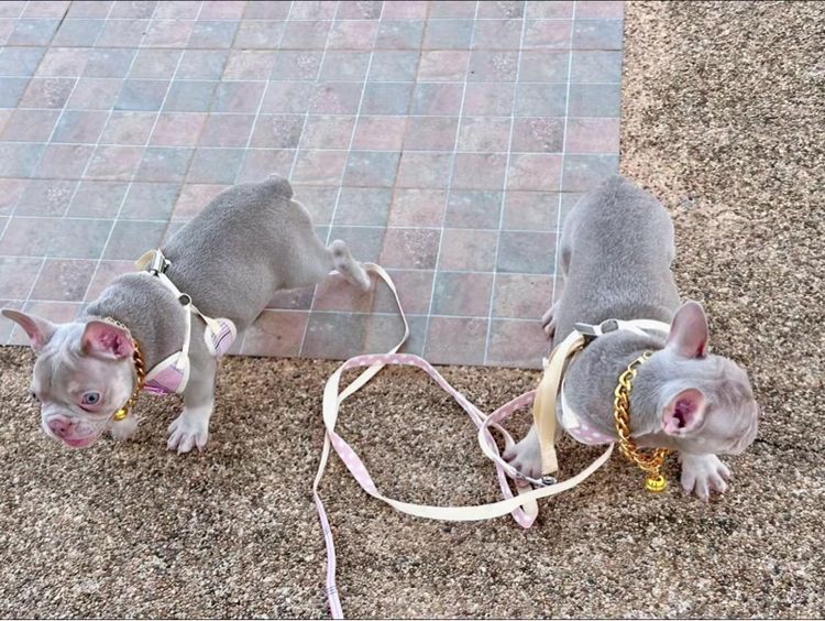 เฟรนบลูด็อก หญิง อิสเบลล่าแทนนิวเฉด รูปที่ 8