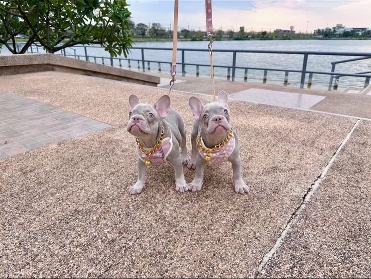 เฟรนบลูด็อก หญิง อิสเบลล่าแทนนิวเฉด รูปที่ 14