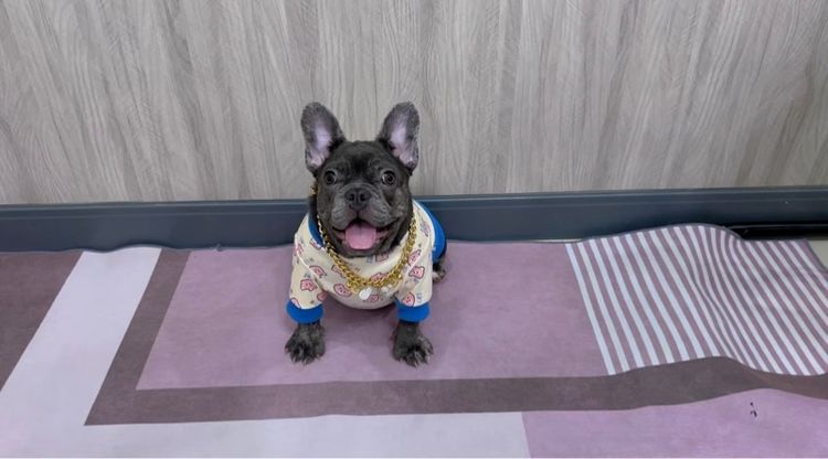 เฟรนบลูด็อก หญิง สีบลูติดเสือ รูปที่ 7