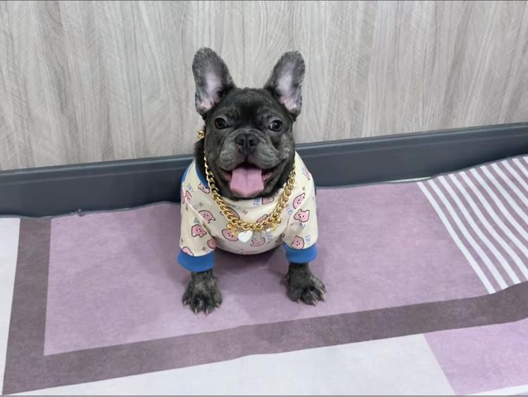 เฟรนบลูด็อก หญิง สีบลูติดเสือ รูปที่ 3