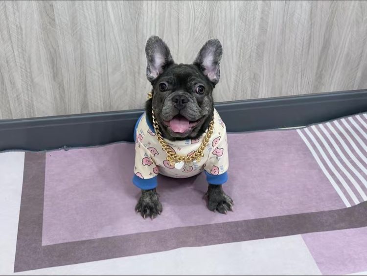 เฟรนบลูด็อก หญิง สีบลูติดเสือ รูปที่ 5