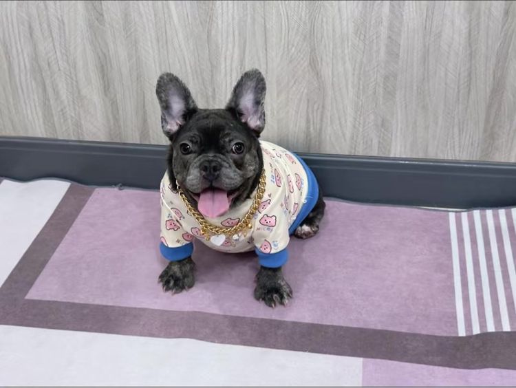 เฟรนบลูด็อก หญิง สีบลูติดเสือ