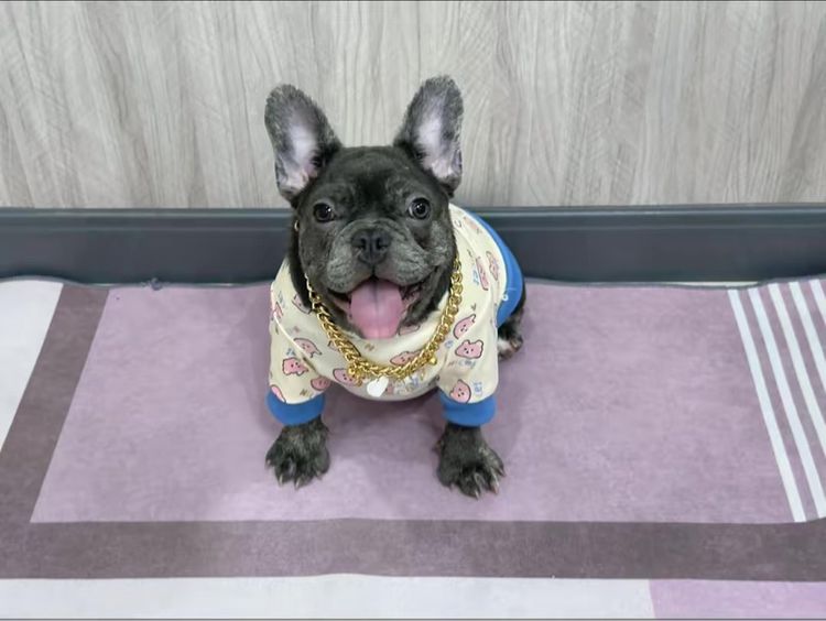 เฟรนบลูด็อก หญิง สีบลูติดเสือ รูปที่ 2