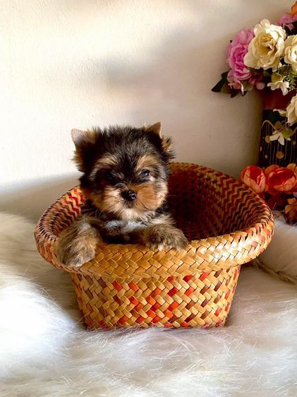 ยอร์คเชียร์ เทอร์เรีย (Yorkshire Terrier) เล็ก ยอร์คเชียร์เพศผู้ไซด์ทอย