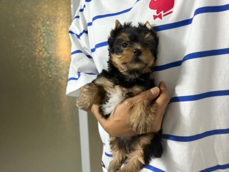 ยอร์คเชียร์เพศผู้ไซด์ทอย รูปที่ 3