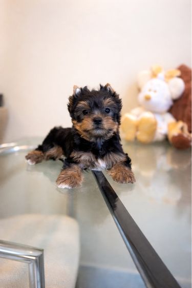 ยอร์คเชียร์เพศผู้ไซด์ทอย รูปที่ 2