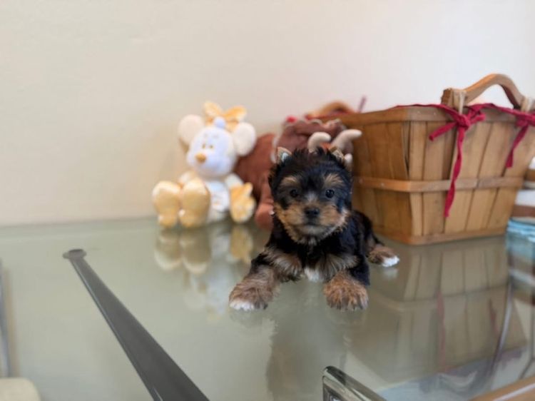 ยอร์คเชียร์เพศผู้ไซด์ทอย รูปที่ 5