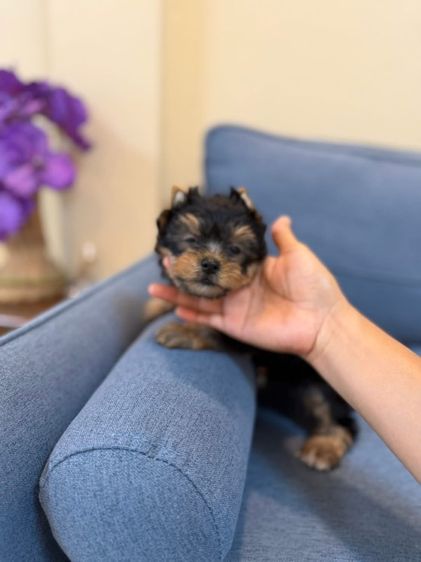 ยอร์คเชียร์เพศผู้ไซด์ทอย รูปที่ 4