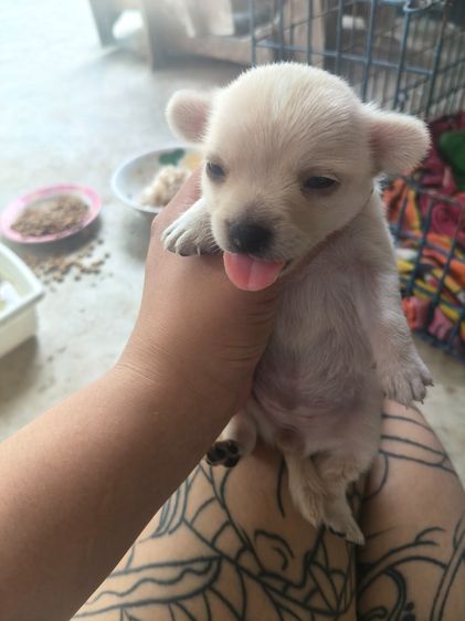 น้องหมา ปอม+ชิวาว่า