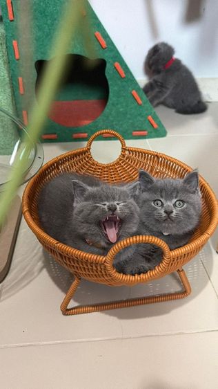 สาวบริติช รูปที่ 7