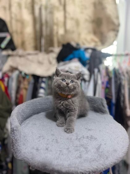 สาวบริติช รูปที่ 3