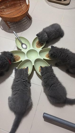 สาวบริติช รูปที่ 8