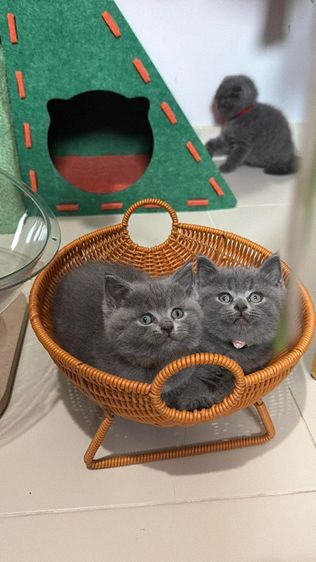 สาวบริติช รูปที่ 6