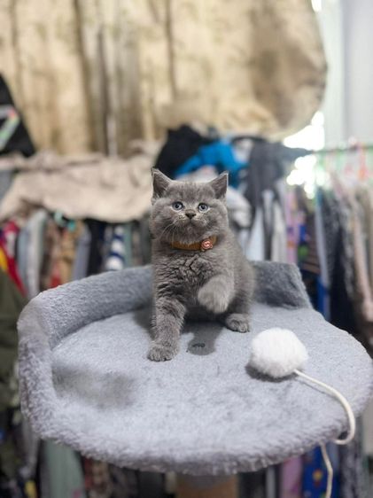 สาวบริติช รูปที่ 5