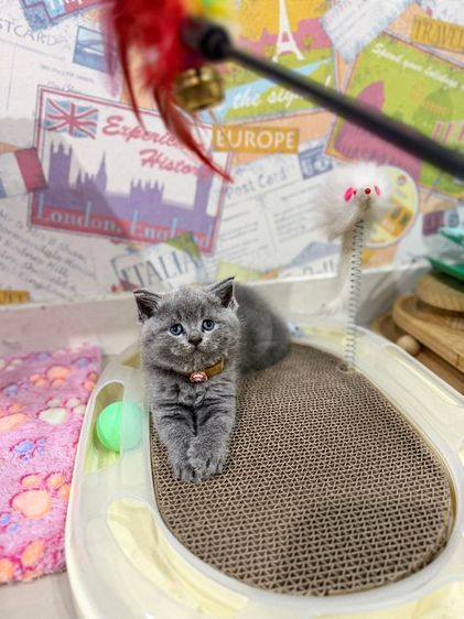 สาวบริติช