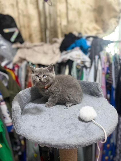 สาวบริติช รูปที่ 4