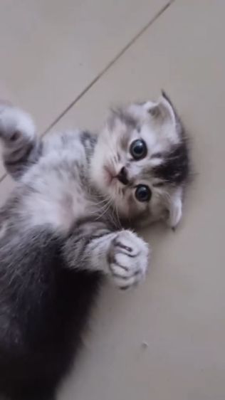 เปอร์เซียร์ผสมสก็อตติชแท้ รูปที่ 6