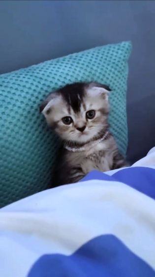 เปอร์เซียร์ผสมสก็อตติชแท้ รูปที่ 12